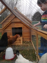 Large Chicken Coop – 8 Birds - Natural Wood - Return Unused - No Doors