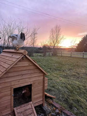Large Chicken Coop – 8 Birds - Natural Wood - Return Unused - No Doors